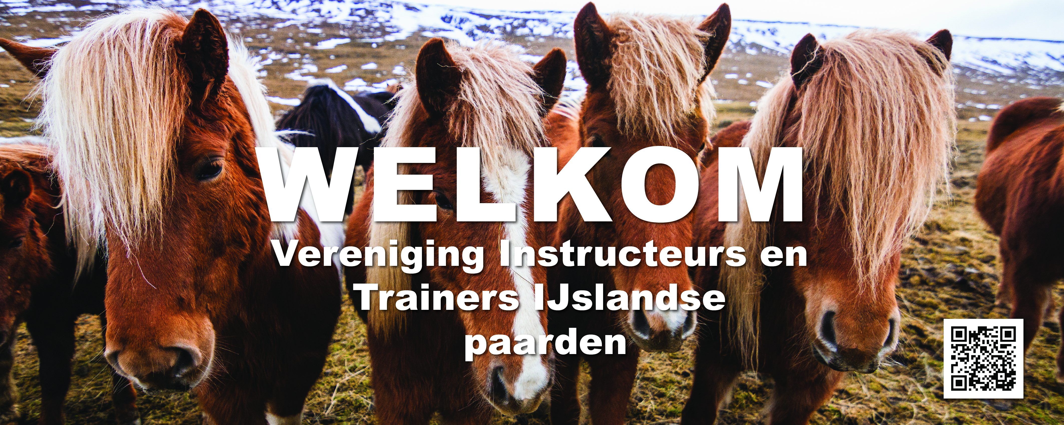 VIT-ijslandse paarden foto 5